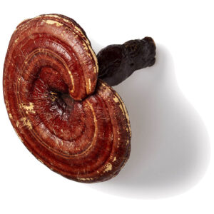 Reishi Spore capsules-3