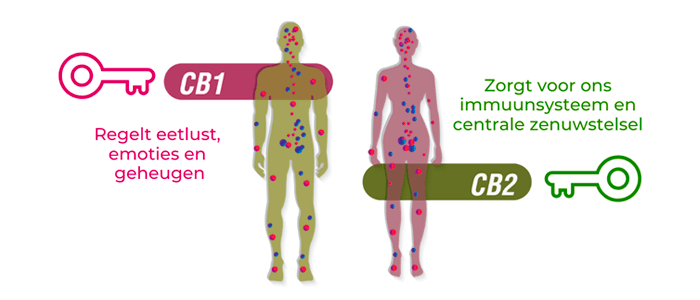 endocannabinoide